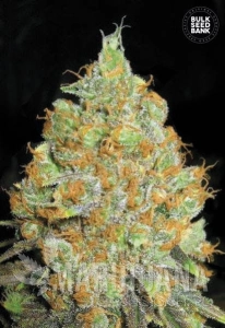 Critical Mass - BULK SEED BANK