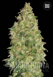Dubai Poison - BULK SEED BANK