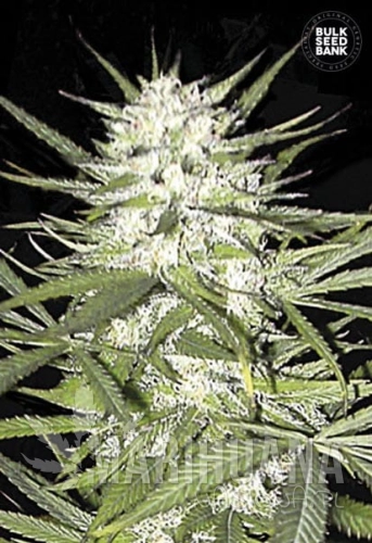 BULK SEED BANK - Early Top Skunk