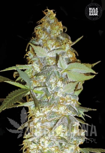BULK SEED BANK - Euforia Special