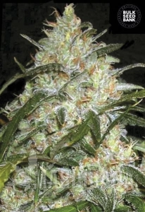 Grapefruit - BULK SEED BANK