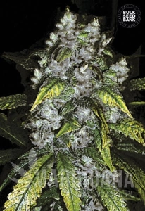 Good Wild Shark - BULK SEED BANK