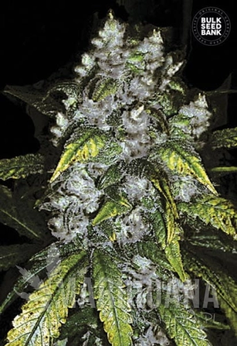 BULK SEED BANK - Good Wild Shark