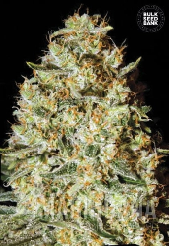 BULK SEED BANK - Nepal Gold