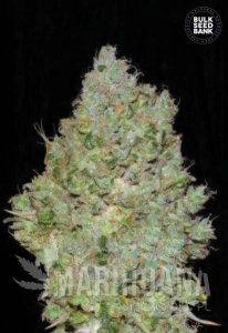 Jack Hair - BULK SEED BANK