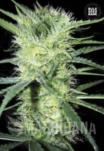 K2 - BULK SEED BANK