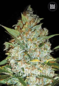 Kali's Mistery - BULK SEED BANK