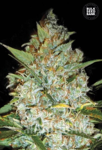 BULK SEED BANK - Kali's Mistery
