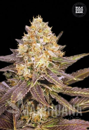 BULK SEED BANK - Lavender Best
