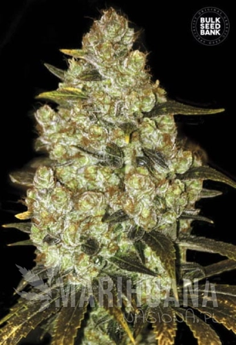 BULK SEED BANK - Psychedelic