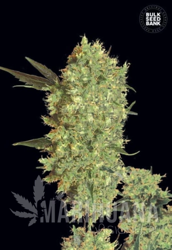 BULK SEED BANK - Marley's Bud