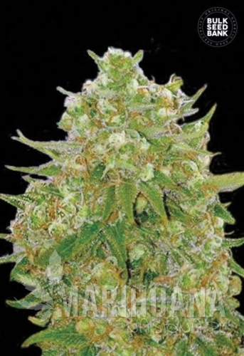 BULK SEED BANK - Master Kush Grand