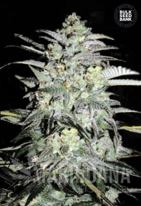 Mazar Extra - BULK SEED BANK