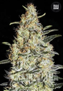 New's Haze - BULK SEED BANK
