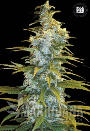 BULK SEED BANK - Northern Light