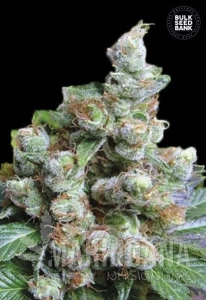 NBA Diesel - BULK SEED BANK