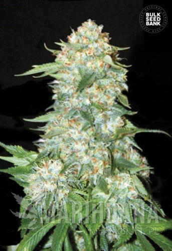 BULK SEED BANK - OG Kush