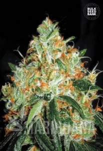 Original Orange Bud - BULK SEED BANK