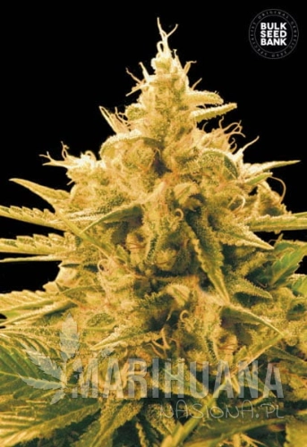 BULK SEED BANK - Ananas Funk