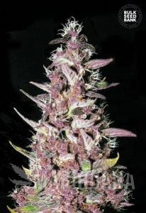 Purple Glam Kush - BULK SEED BANK