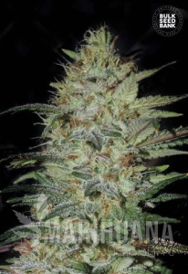 Sensible Star - BULK SEED BANK