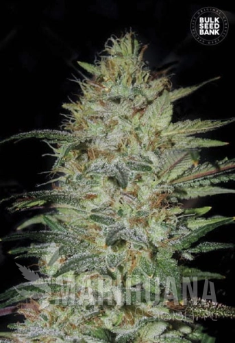 BULK SEED BANK - Sensible Star