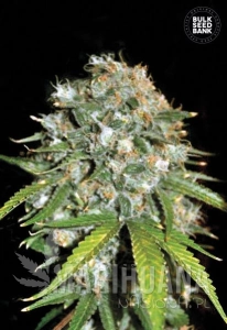 Skunk#99 - BULK SEED BANK