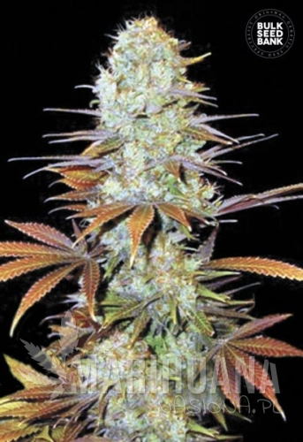 BULK SEED BANK - Sunmango