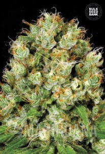 Sour Diesel - BULK SEED BANK