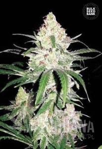 Special Lime Haze - BULK SEED BANK