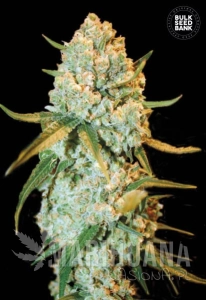 Special Crystal Haze - BULK SEED BANK