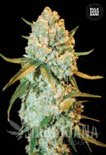 BULK SEED BANK - Special Crystal Haze