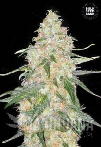 Special Skunk - BULK SEED BANK