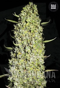 The Unlimited - BULK SEED BANK