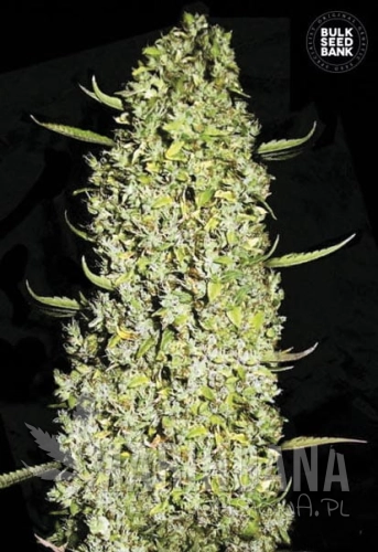 BULK SEED BANK - The Unlimited