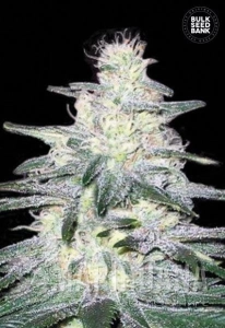 Locomotive - BULK SEED BANK