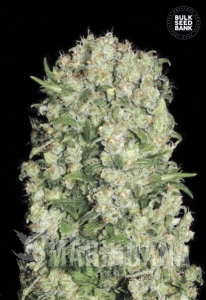 White Prussian - BULK SEED BANK