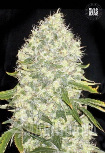 BULK SEED BANK - White Widow