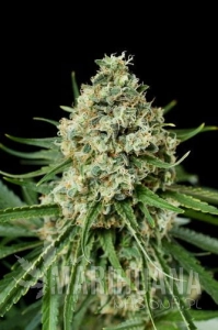 Critical + 2.0 - DINAFEM