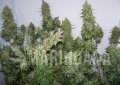 Moby Dick Auto