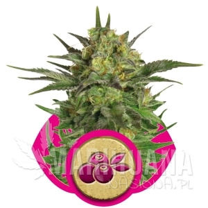 Haze Berry - ROYAL QUEEN SEEDS