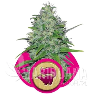 Skunk XL - ROYAL QUEEN SEEDS