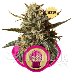 Bubblegum XL - ROYAL QUEEN SEEDS