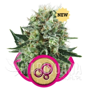 Bubble Kush - ROYAL QUEEN SEEDS