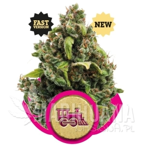 Candy Kush Express (Fast Version) - ROYAL QUEEN SEEDS