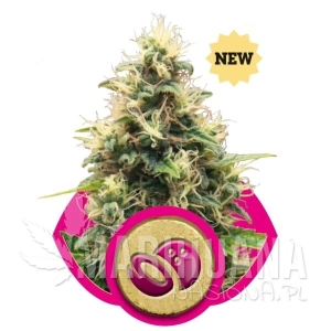Somango XL - ROYAL QUEEN SEEDS