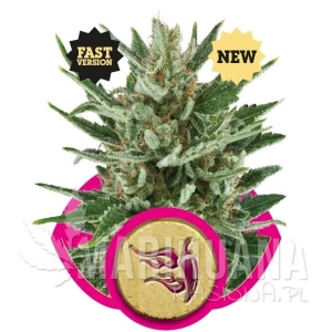 Speedy Chile (Fast Version) - ROYAL QUEEN SEEDS