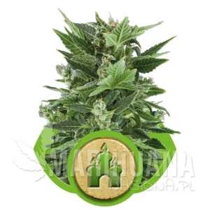Royal Kush Automatic - ROYAL QUEEN SEEDS