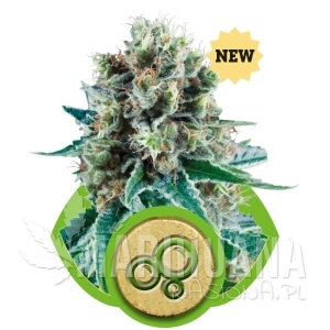 Bubble Kush Automatic - ROYAL QUEEN SEEDS