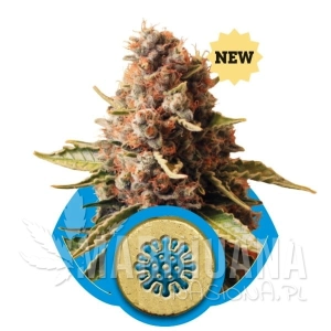 Euphoria CBD - ROYAL QUEEN SEEDS